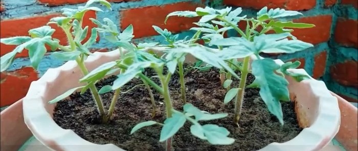 Sådan dyrker du tomater fra butikskøbte En metode til dem, der ikke har en have