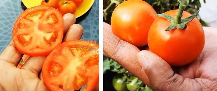 Wie man Tomaten aus im Laden gekauften anbaut Eine Methode für diejenigen, die keinen Garten haben