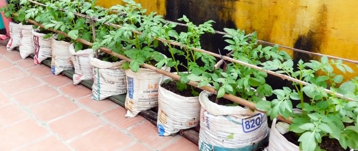 Un modo inaspettato per coltivare patate in sacchi Senza trama e persino sul balcone