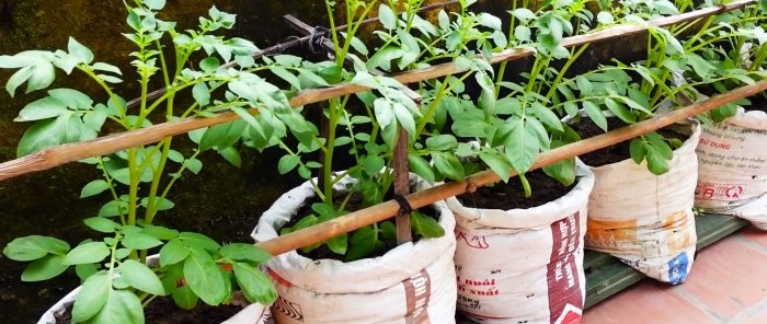 Một cách bất ngờ để trồng khoai tây trong túi mà không cần lô đất và thậm chí trên ban công