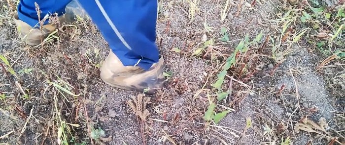 Råd från en erfaren agronom om hur man mjukar upp jorden för en rik skörd