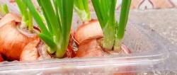 How to grow green onions without soil in a city apartment