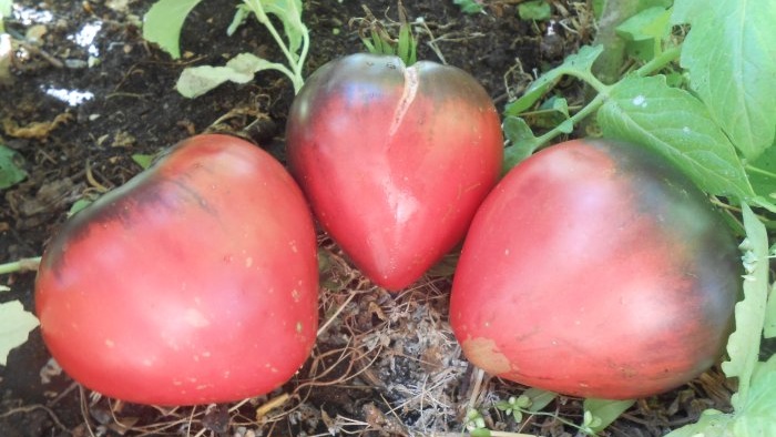 Comment préparer un engrais pour tomates avant la plantation qui donnera immédiatement force et croissance