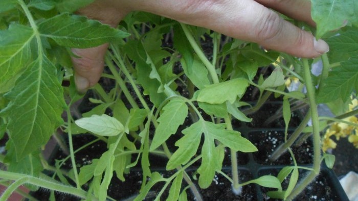 Com preparar un fertilitzant de tomàquet abans de plantar que immediatament donarà força i creixement