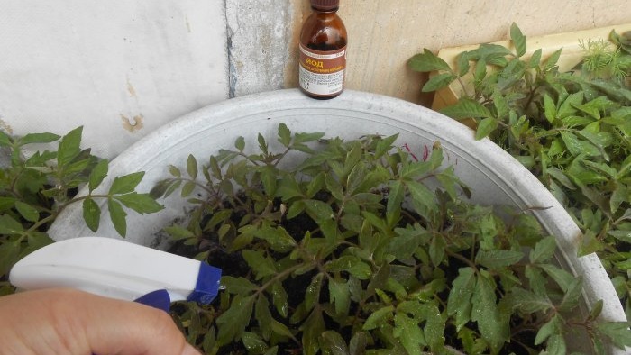 Cómo preparar un fertilizante para tomates antes de plantar que le dará fuerza y ​​​​crecimiento inmediatamente