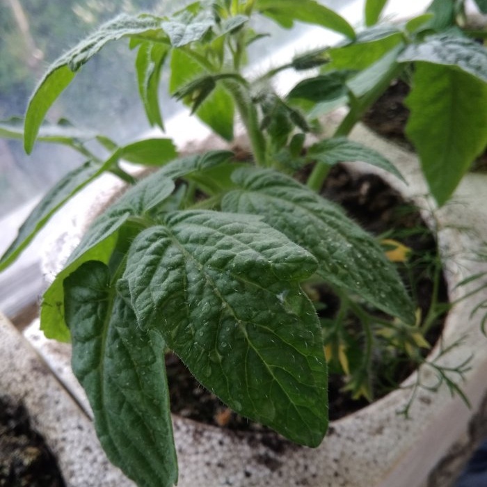 Cách chuẩn bị phân bón cho cà chua trước khi trồng để cây phát triển ngay lập tức