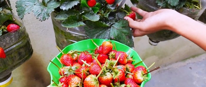 Tiada plot diperlukan Cara menanam strawberi dalam botol PET
