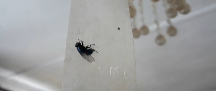 Bagaimana untuk menghilangkan lalat dan semut di dalam rumah dengan ubat buatan sendiri
