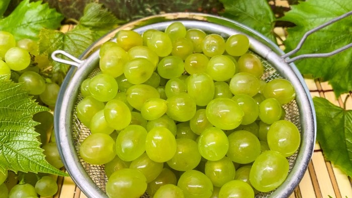 Kako zamrznuti zeleno grožđe tako da bobice ne izgube svoj izvorni oblik