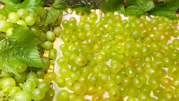 Sådan fryses grønne druer, så bærene ikke mister deres oprindelige form