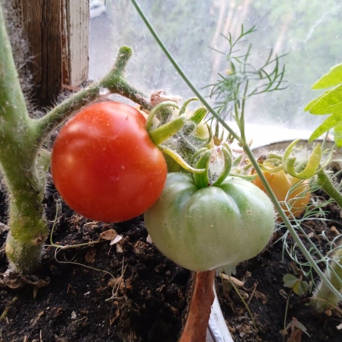 Jak urychlit zrání rajčat
