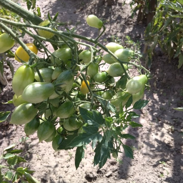 Hvordan få fart på modningen av tomater