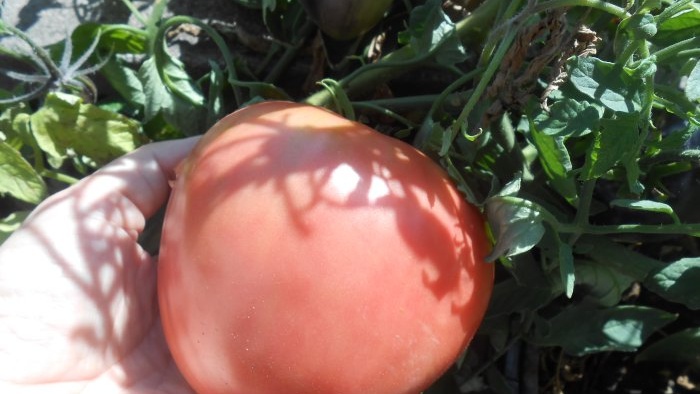 Hoe de rijping van tomaten te versnellen