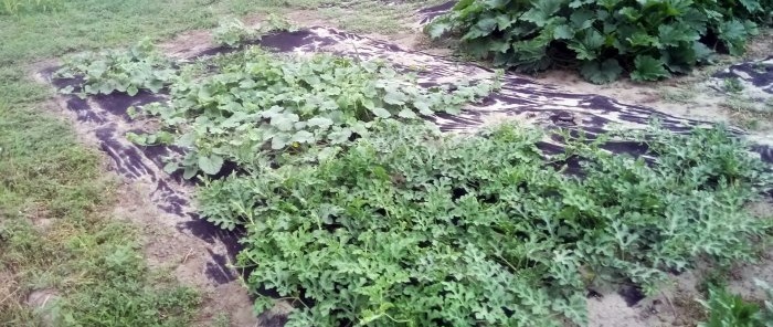 שיטה מודרנית תאפשר לך לשכוח מעשבים שוטים בגינה במשך כל העונה.