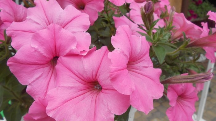 Feeding petunias to extend the flowering period in early autumn