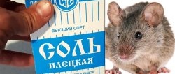 How to get rid of mice once and for all. Safe product for people and animals