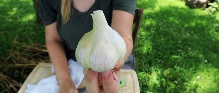 How to save garlic until next year