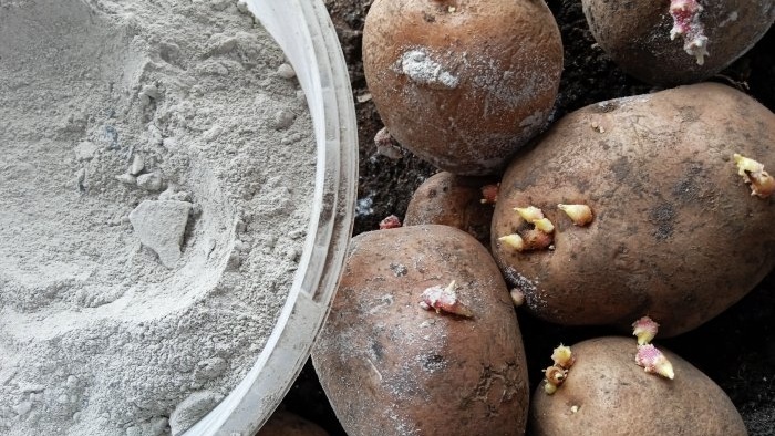 Tratar as batatas com cinzas antes do plantio para aumentar o rendimento