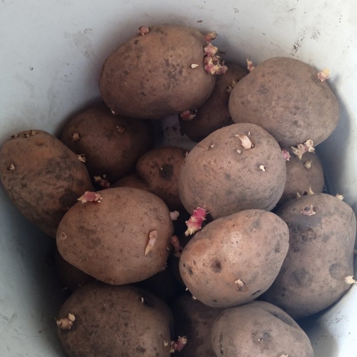 Tratar las patatas con ceniza antes de plantarlas para aumentar el rendimiento.