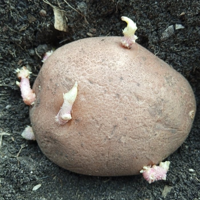 Rawat kentang dengan abu sebelum ditanam untuk meningkatkan hasil
