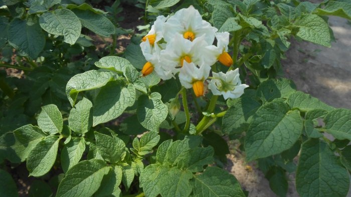 Behandeln Sie Kartoffeln vor dem Pflanzen mit Asche, um den Ertrag zu steigern