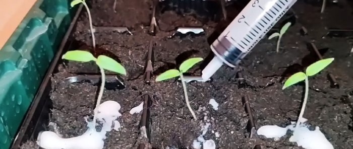 How to get strong and high-quality seedlings