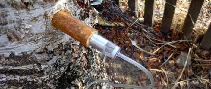 Πώς να συλλέξετε σωστά το χυμό σημύδας με ελάχιστη ζημιά στο δέντρο