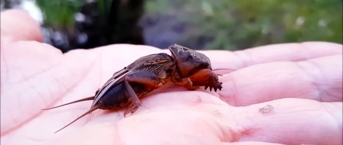 How to remove a mole cricket forever and without cost