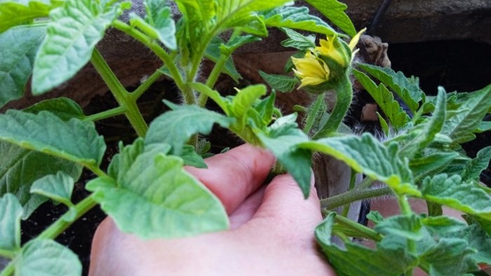 Um estimulador de crescimento eficaz para mudas de tomate em casa