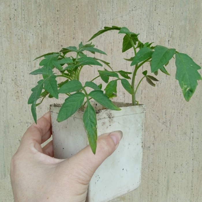 Un efficace stimolatore della crescita per le piantine di pomodoro a casa