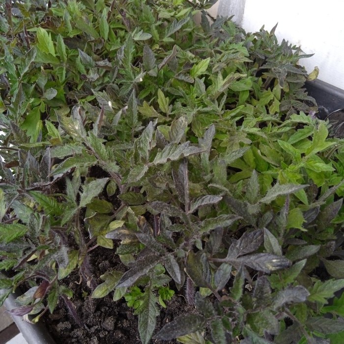 En effektiv tillväxtstimulator för tomatplantor hemma