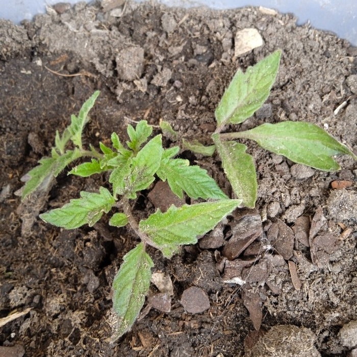 An effective growth stimulator for tomato seedlings at home