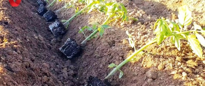 Plantera en tomat på detta sätt och få en stark och hälsosam skörd