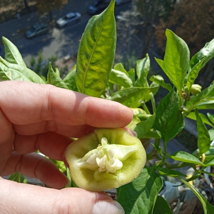 Το μυστικό της προετοιμασίας σπόρων πιπεριάς για την αύξηση της βλάστησης του φυτικού υλικού