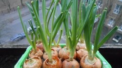 Menanam bawang untuk sayur-sayuran sepanjang tahun: taman mini di ambang tingkap